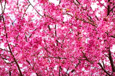 Çiçek açmış kiraz ağaçları. Açık mavi gökyüzüne karşı kiraz çiçeği ağacının yakın plan görüntüsü. Geleneksel Japon çiçek izleme geleneği. Japon kültürleri.