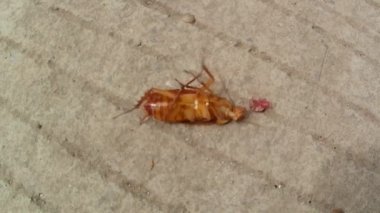 Çevrilmiş hamamböcekleri beton bir yolda izole bir şekilde devrilmeye çalışıyorlar.