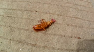 Çevrilmiş hamamböcekleri beton bir yolda izole bir şekilde devrilmeye çalışıyorlar.