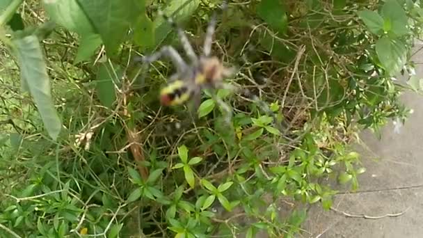 Spindeln Sitt Nät Försöker Flytta Isolerad Med Naturen Bakgrund — Stockvideo