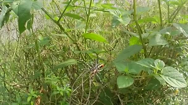 Edderkoppen Nettet Prøver Bevege Seg Isolert Med Naturbakgrunn – stockvideo