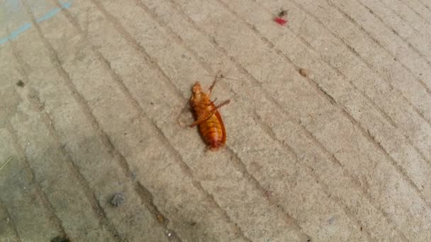 コンクリートの道路で孤立させようとするゴキブリを反転させ — ストック動画