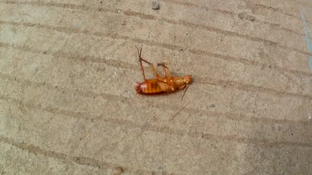 翻筋斗的蟑螂试图在水泥路上把自己隔离起来 — 图库视频影像
