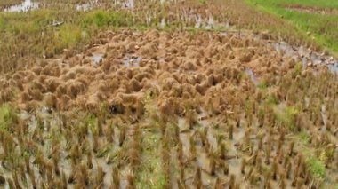 İkinci hasat mevsimi çeltik tarlalarında otlayan bir ördek sürüsünün görüntüleri.