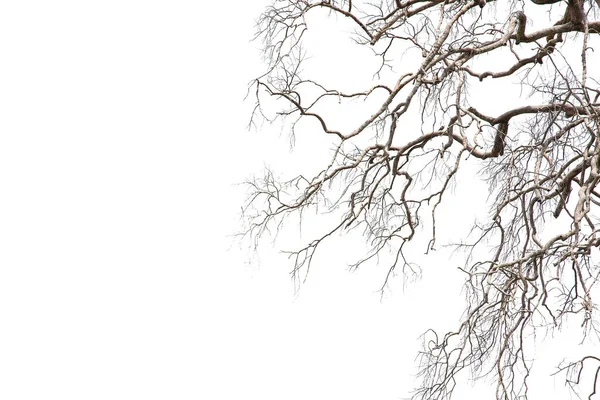 干枝具裂而深色的树皮 白色背景上孤立 — 图库照片
