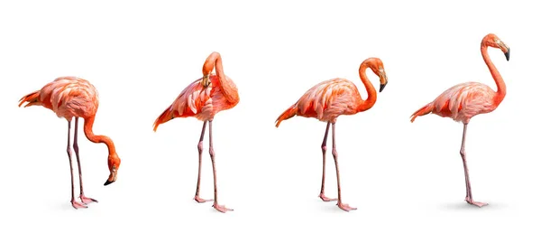 Gyűjtemény Flamingo Phoenicopterus Ruber Szív Alakú Nyak Göndör Álló Testtartás — Stock Fotó