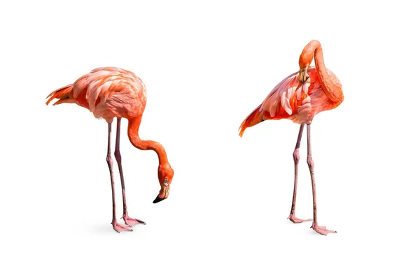 Gyűjtemény Flamingo Phoenicopterus Ruber Szív Alakú Nyak Göndör Álló Testtartás — Stock Fotó