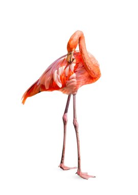 Flamingo (Phoenicopterus ruber) kalp şekli, boyun kıvrımı ve ayakta duruş beyaz zemin üzerinde izole edilmiş, bu kesme yolları vardır.