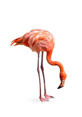 Flamingo (Phoenicopterus ruber) kalp şekli, boyun kıvrımı ve ayakta duruş beyaz zemin üzerinde izole edilmiş, bu kesme yolları vardır.