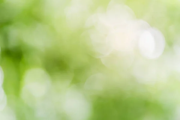 Świeże Zielone Liście Zielony Bokeh Przyrodzie Abstrakcyjne Rozmycie Tło Zielony — Zdjęcie stockowe
