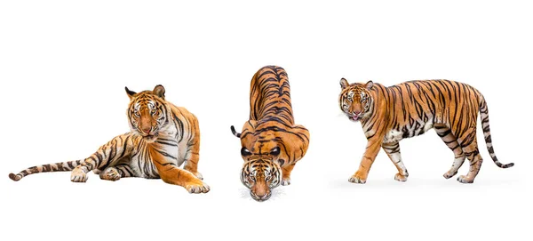 Kolekcja Królewski Tygrys Corbetti Izolowany Białym Tle Ścieżka Wycinania Zawarte — Zdjęcie stockowe