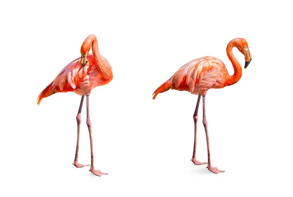 Koleksiyon, flamingo (Phoenicopterus ruber) kalp şekli, boyun kıvrımı ve ayakta duruş beyaz arka planda izole edilmiş, bu kesme yolları vardır.