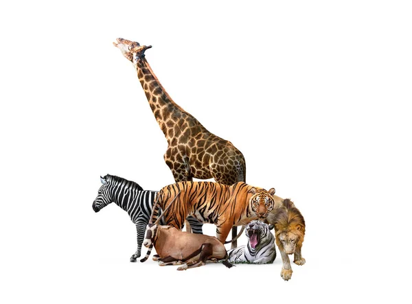 Dzikie Zwierzęta Zoo Białym Banerze Internetowym Kompozyt Dużej Grupy Dzikich — Zdjęcie stockowe