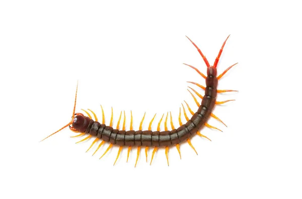 Centipede Scolopendra Giant Centipede Isolated White Background Top View Living — Stock Photo, Image