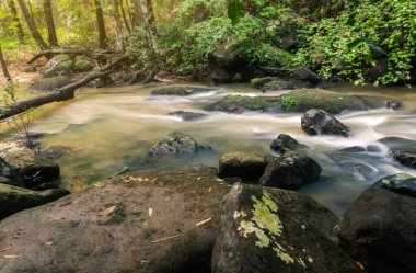Ormandaki ağaçlar ve kayalar gün batımından önce kayalara vuran güneş ışığıyla ağaçların arasından süzülen güneş ışınları orman dallarını aydınlatıyor..