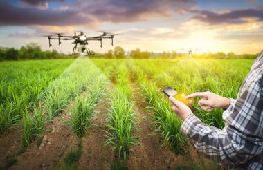 Sugarcane çiftliğinde çalışan Asyalı erkek çiftçi üzerinde çalışmak için veri topluyor. Üretim verimliliğini artırmak için geliştirme teknolojisi. Akıllı tarım yönetim sistemlerine sahip akıllı telefon.