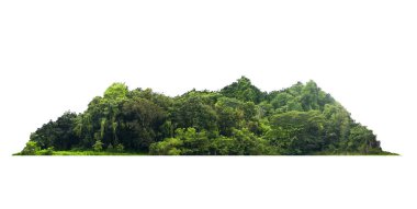 grup yeşil ağaç beyaz arkaplanda izole edilir. Ağaç sınırını kes. Yazın yeşil ağaçlar ve çalılar beyaz arka planda izole edilmiş. Orman Sahnesi. Yüksek kalite kırpma maskesi. Orman ve yeşil yapraklar.