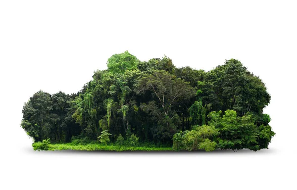 grup yeşil ağaç beyaz arkaplanda izole edilir. Ağaç sınırını kes. Yazın yeşil ağaçlar ve çalılar beyaz arka planda izole edilmiş. Orman Sahnesi. Yüksek kalite kırpma maskesi. Orman ve yeşil yapraklar.