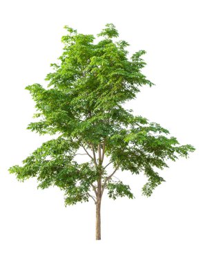 isolated big tree on White Background. Large trees database Botanical garden organization elements of Asian nature in Thailand, tropical trees isolated used for design, advertising and architecture