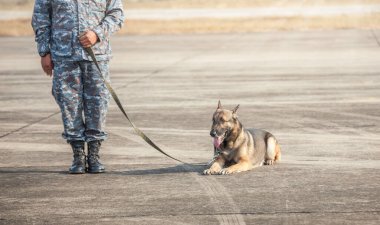 K-9 birliğinin askerleri düşmana, yeşil çimenlere saldırmak için gösteri düzenliyor. İnsan dilini öğren. Köpekler emirlere uyabilir. Alman çoban köpeği standı.