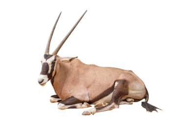 Wild Arabian Oryx leucoryx,Oryx gazella or gemsbok isolated on white background. large antelope in nature habitat, Wild animals in the savannah. Animal with big straight antler horn. clipart