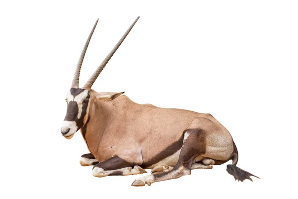 Wild Arabian Oryx Leucoryx Oryx Gazella Gemsbok Που Απομονώνονται Λευκό Φωτογραφία Αρχείου