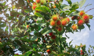 Rambutan kırmızısı Rambutan ağacında. İştah açıcı Tayland meyvesi. Tropik meyve, Rambutan ağacı arka planı, meyve bahçesi, Tayland 'dan Rambutan..