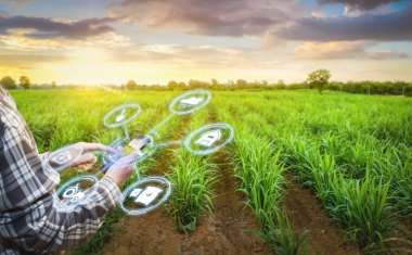 Sugarcane çiftliğinde çalışan Asyalı erkek çiftçi üzerinde çalışmak için veri topluyor. Üretim verimliliğini artırmak için geliştirme teknolojisi. Akıllı tarım yönetim sistemlerine sahip akıllı telefon.