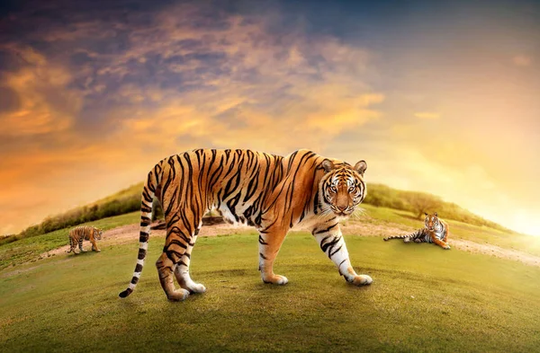 自然の生息地で大虎の男性の群れ 黄金の光の時間の間にタイガー歩く 危険な動物と野生動物のシーン インドの暑い夏 美しいインドの虎と乾燥したエリア Panthera Tigris — ストック写真