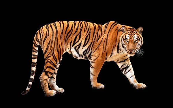 Królewski Tygrys Corbetti Izolowany Czarnym Tle Ścieżki Wycinania Zawarte Tygrys — Zdjęcie stockowe