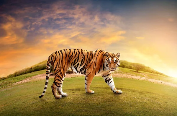 Grande Tigre Macho Habitat Natural Passeio Tigre Durante Tempo Luz — Fotografia de Stock