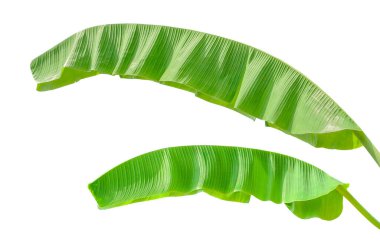 Beyaz arkaplanda muz yaprağı izole edildi, Dosya kırpma yolu içeriyor. Görünür dokusu olan tropik bitki yaprakları. Kirlilikten arınmış sembol. Kapat, boşluğu kopyala.