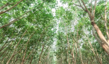 Havadan bakıldığında kauçuk ağaç orman plantasyonu, kauçuk lateks ağaç ve yaprak plantasyonunun üst görüntüsü, iş lastiği tarımı, ekosistem ve sağlıklı çevre kavramları ve arka plan.