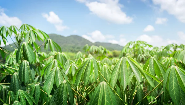 Tarlada bir sıra manyok ağacı. Büyüyen manyok, büyüyen genç filizler. Cassava, Tayland 'da bulunan tropikal gıda bitkisidir. Burası Tayland 'daki Cassava çiftliğinin manzarası..