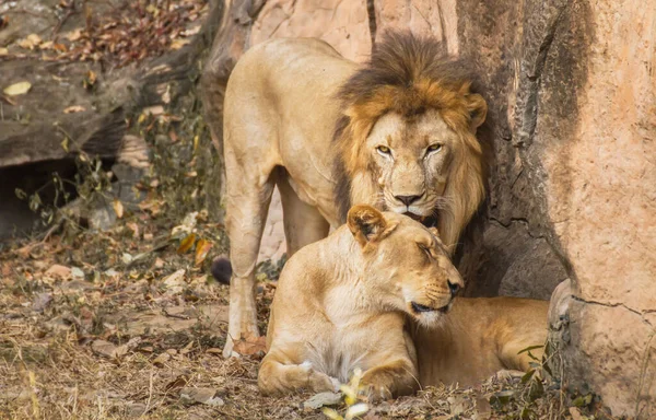 Par Leões Adultos Jardim Zoológico Retrato Leão Sul Africano Panthera — Fotografia de Stock