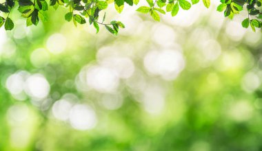 Taze ve yeşil yapraklar yeşil bokeh doğada soyut bulanık arka plan yeşil bokeh ağaçtan. Gösterim için hazırlan. Sosyal medya, bahar ve yaz reklamları için ürün, bayrak veya başlık montajı.