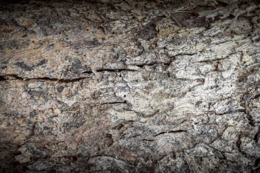 Çam kabuğu dokusu. Ağaç kabuğunun arka planı. Kusursuz ağaç kabuğu, web sayfası doldurma veya grafik tasarımı için sınırsız ahşap arkaplan.