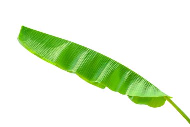 Beyaz arkaplanda muz yaprağı izole edildi, Dosya kırpma yolu içeriyor. Görünür dokusu olan tropik bitki yaprakları. Kirlilikten arınmış sembol. Kapat, boşluğu kopyala.