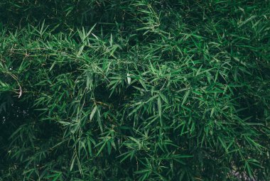 Bambu Arkaplanı - Yeşillik arka planda bambu yaprağının doğa manzaralı yemyeşil yaprakları. Yeşil bambu yapraklarında metin veya arkaplan için yer var.