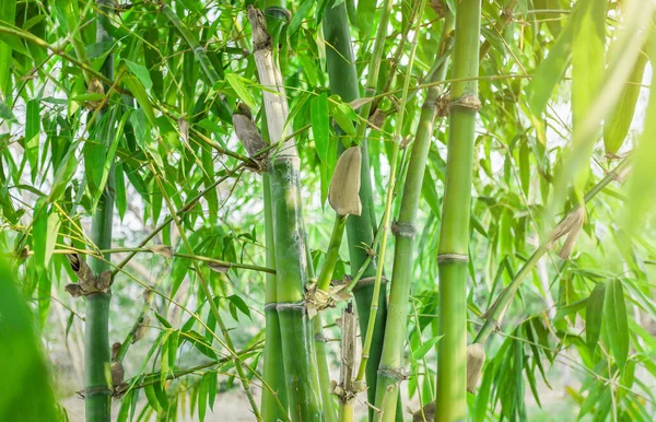 Bamboo. Bamboos Forest. Growing bamboo border design over blurred sunny background. Closeup. Japanese garden design, gardening. Spa, Zen concept. Border art. Space for your text. Nature backdrop