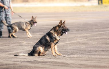 Düşmana, yeşil çimlere saldırmak için gösteri yapan askerler. İnsan dilini öğren. Köpekler emirlere uyabilir. Alman çoban köpeği standı.