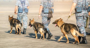 K-9 birliğinin askerleri düşmana, yeşil çimenlere saldırmak için gösteri düzenliyor. İnsan dilini öğren. Köpekler emirlere uyabilir. Alman çoban köpeği standı.