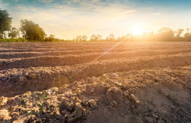 Tarlada bir sıra manyok ağacı. Büyüyen manyok, büyüyen genç filizler. Cassava, Tayland 'da bulunan tropikal gıda bitkisidir. Burası Tayland 'daki Cassava çiftliğinin manzarası..