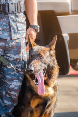 K-9 birliğinin askerleri düşmana, yeşil çimenlere saldırmak için gösteri düzenliyor. İnsan dilini öğren. Köpekler emirlere uyabilir. Alman çoban köpeği standı.
