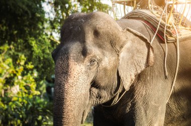 Tayland 'da Asya fili, Chiang Mai' de Asya fili. Fil Doğa Parkı, Tayland. Doğanın arka planında duran dişi fil. Bir fil kafasının yakınına.