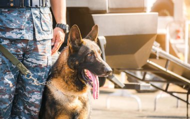 K-9 birliğinin askerleri düşmana, yeşil çimenlere saldırmak için gösteri düzenliyor. İnsan dilini öğren. Köpekler emirlere uyabilir. Alman çoban köpeği standı.