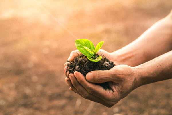 Planting a tree. Close-up on men hands holding green seedling. Soil Planting and Seeding concept. New life, eco, sustainable living, zero waste, plastic free, earth day, investment concept.