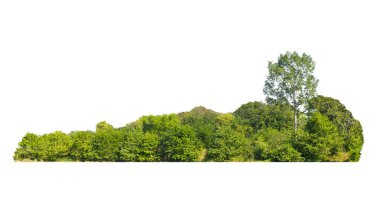 grup yeşil ağaç beyaz arkaplanda izole edilir. Ağaç sınırını kes. Yazın yeşil ağaçlar ve çalılar beyaz arka planda izole edilmiş. Orman Sahnesi. Yüksek kalite kırpma maskesi. Orman ve yeşil yapraklar.