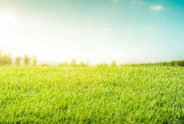 Beautiful landscape in park with green grass field at morning. Tranquil fresh grass for growth and water concept mother nature. sunny summer day in park. Copy space for text.