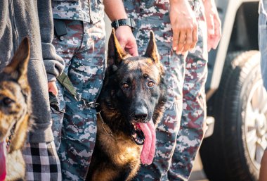 K-9 birliğinin askerleri düşmana, yeşil çimenlere saldırmak için gösteri düzenliyor. İnsan dilini öğren. Köpekler emirlere uyabilir. Alman çoban köpeği standı.
